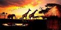African sunset, the wild & free