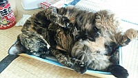 My cat